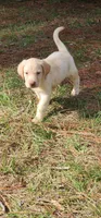 dallas, a female Labrador Retriever for sale in Fleming Island, FL – 1 of 2