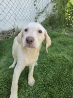 dallas, a female Labrador Retriever for sale in Fleming Island, FL – 7 of 9