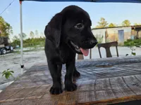 Onyx, a female Labrador Retriever for sale in Fleming Island, FL – 3 of 7