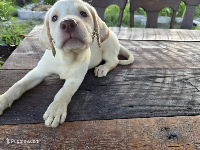 Dolly – Labrador Retriever puppy for sale in Fleming Island, FL