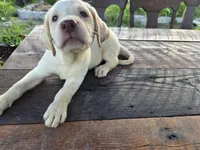 Don, a male Labrador Retriever for sale in Fleming Island, FL – 2 of 8
