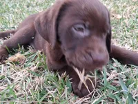Moose, a male Labrador Retriever for sale in Fleming Island, FL – 1 of 3