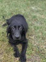 Luna, a female Labrador Retriever for sale in Fleming Island, FL – 1 of 5