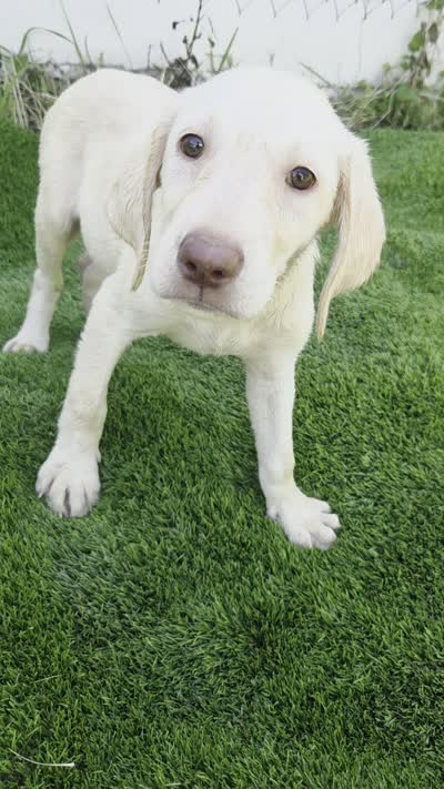 dallas, a female Labrador Retriever for sale in Fleming Island, FL – 9 of 9