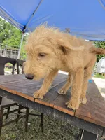 Daisy, a female Labradoodle for sale in Fleming Island, FL – 3 of 3