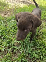 Sally , a female Labrador Retriever for sale in Fleming Island, FL – 2 of 7