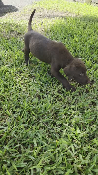 Sally , a female Labrador Retriever for sale in Fleming Island, FL – 7 of 7