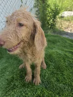 Ollie, a male Labradoodle for sale in Fleming Island, FL – 4 of 5