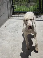 Dolly, a female Poodle - Miniature  for sale in Fleming Island, FL – 4 of 6