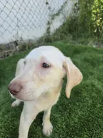 dallas, a female Labrador Retriever for sale in Fleming Island, FL – 5 of 9