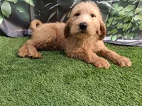 Teddy, a male Labradoodle for sale in Fleming Island, FL – Photo 1 of 3