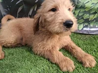 Teddy, a male Labradoodle for sale in Fleming Island, FL – Photo 2 of 3