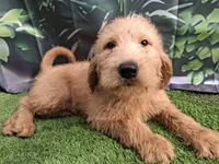 Teddy, a male Labradoodle for sale in Fleming Island, FL – Photo 3 of 3