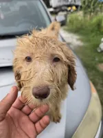 Daisy, a female Labradoodle for sale in Fleming Island, FL – 2 of 5