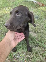 Coco, a female Labrador Retriever for sale in Fleming Island, FL – 2 of 4