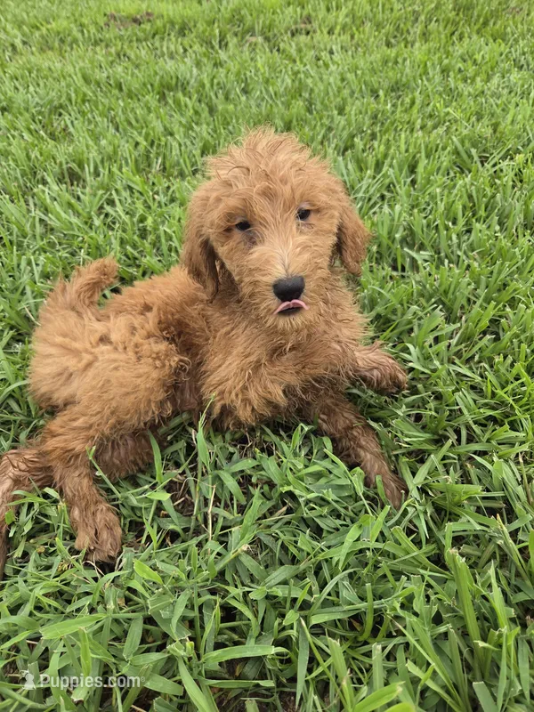 Don – Goldendoodle puppy for sale in Fleming Island, FL