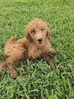 Dolly , a female Goldendoodle for sale in Fleming Island, FL – 2 of 7