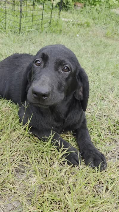 Luna, a female Labrador Retriever for sale in Fleming Island, FL – 5 of 5