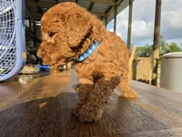Biscuit , a female Goldendoodle for sale in Fleming Island, FL – 7 of 7