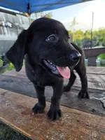 Onyx, a female Labrador Retriever for sale in Fleming Island, FL – 2 of 7