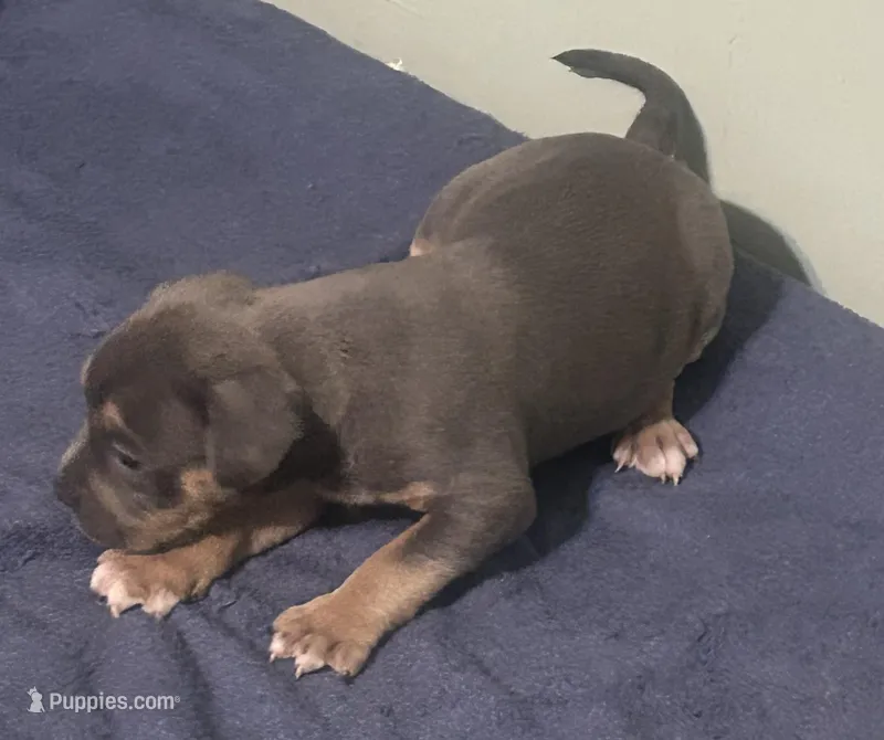 Emmett S – American Bully puppy for sale in Trenton, NJ