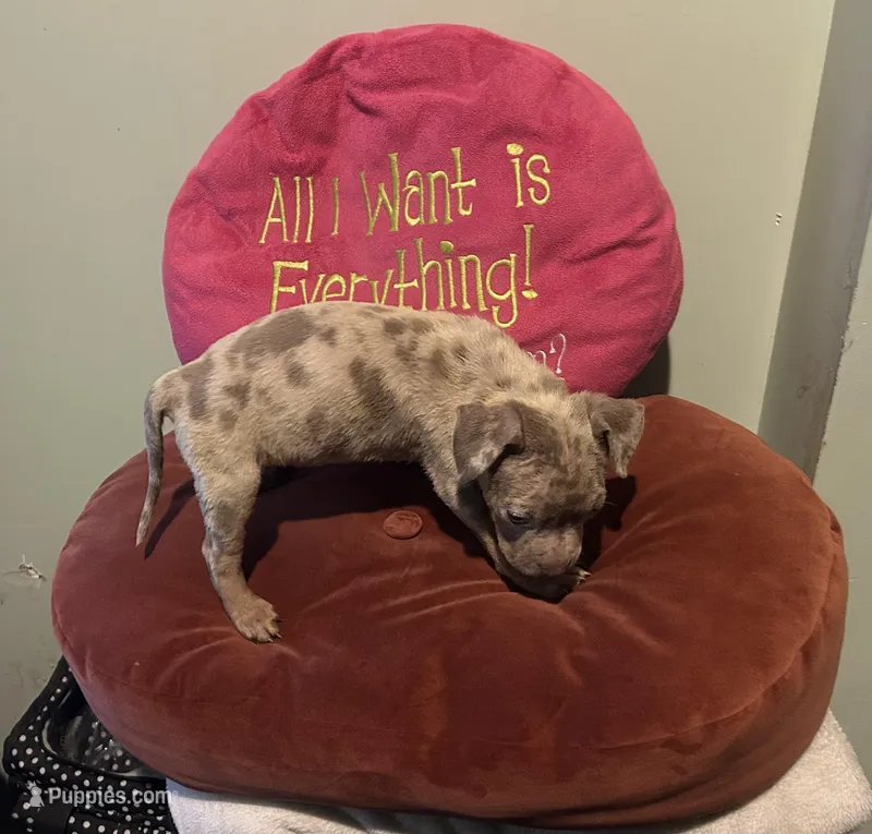 Chocolate Girl – American Bully puppy for sale in Trenton, NJ