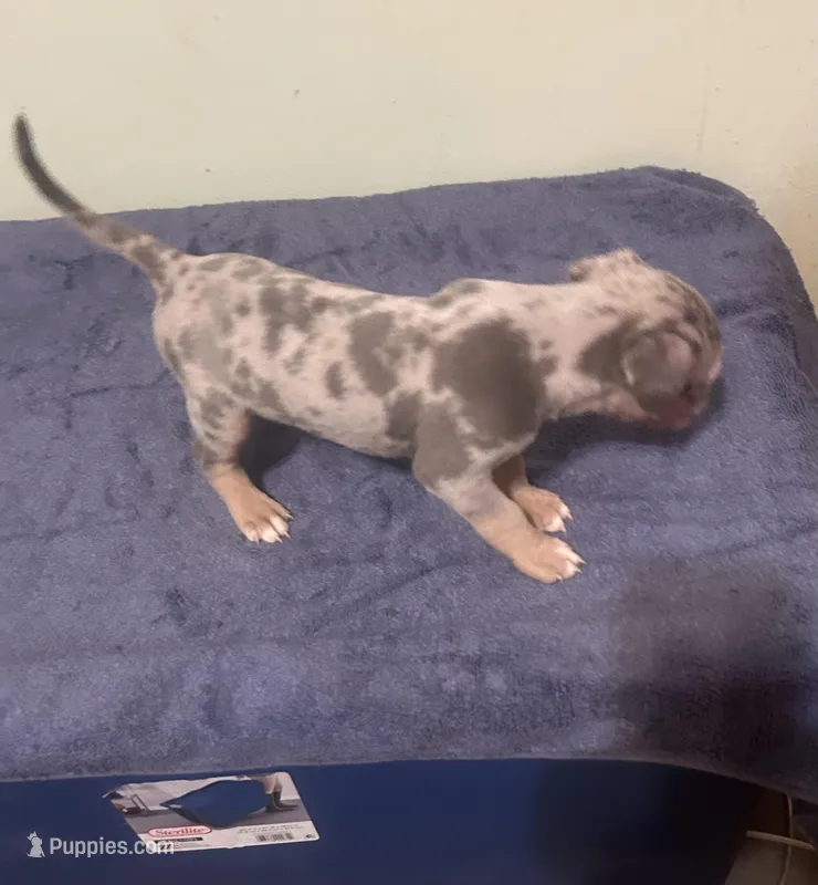 Grayman – American Bully puppy for sale in Trenton, NJ