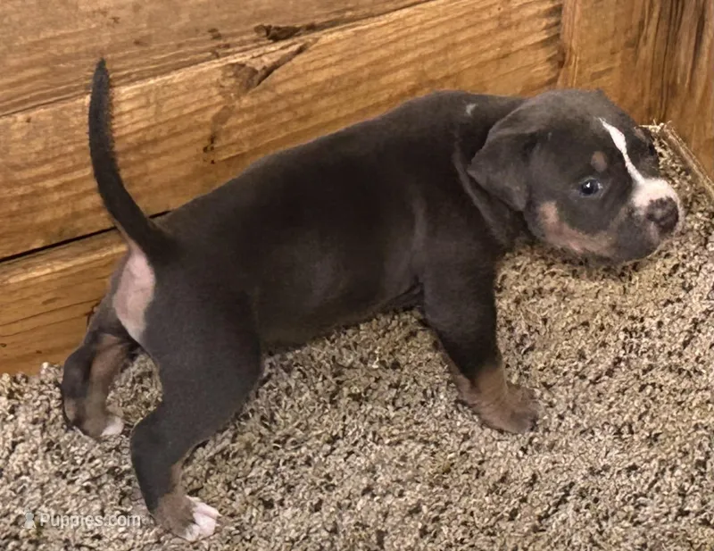 Lawrence T – American Bully puppy for sale in Trenton, NJ