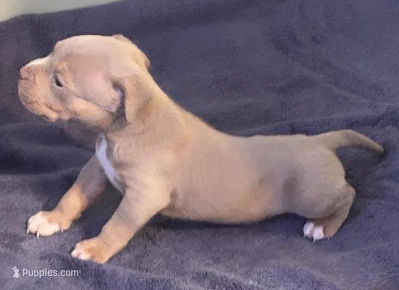 Chocolate Tito – American Bully puppy for sale in Trenton, NJ