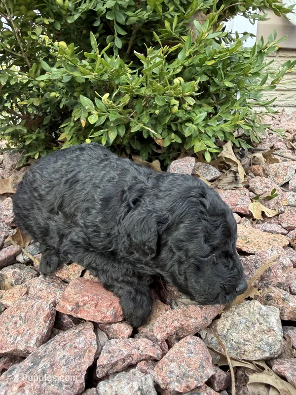 Jax – Miniature Goldendoodle puppy for sale in Valparaiso, IN