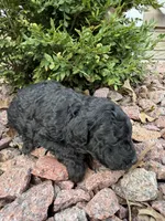 Jax, a male Miniature Goldendoodle for sale in Valparaiso, IN – Photo 1 of 2