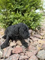 Jax, a male Miniature Goldendoodle for sale in Valparaiso, IN – Photo 2 of 2