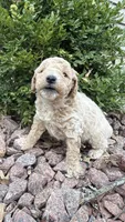 Biscuit, a male Miniature Goldendoodle for sale in Valparaiso, IN – Photo 2 of 2