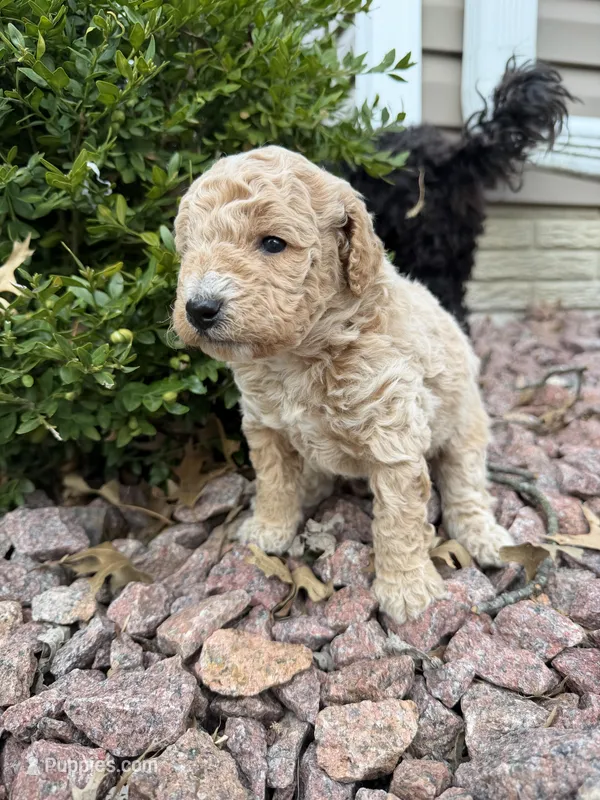 Biscuit – Miniature Goldendoodle puppy for sale in Valparaiso, IN