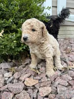 Biscuit, a male Miniature Goldendoodle for sale in Valparaiso, IN – Photo 1 of 2