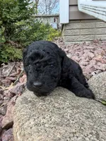 Dixie, a female Miniature Goldendoodle for sale in Valparaiso, IN – Photo 1 of 2