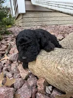 Dixie, a female Miniature Goldendoodle for sale in Valparaiso, IN – Photo 2 of 2