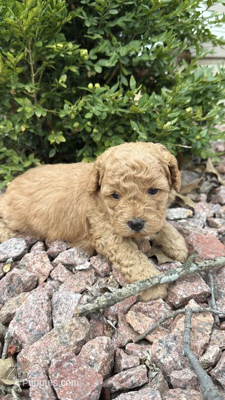 Pibbles – Miniature Goldendoodle puppy for sale in Valparaiso, IN