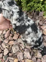 Trixie, a female Miniature Goldendoodle for sale in Valparaiso, IN – Photo 3 of 3