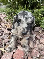Trixie, a female Miniature Goldendoodle for sale in Valparaiso, IN – Photo 2 of 3