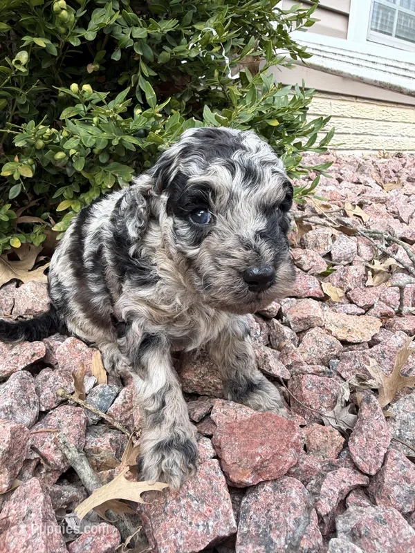 Trixie – Miniature Goldendoodle puppy for sale in Valparaiso, IN