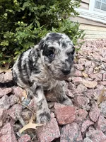 Trixie, a female Miniature Goldendoodle for sale in Valparaiso, IN – Photo 1 of 3