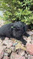 Coal, a male Miniature Goldendoodle for sale in Valparaiso, IN – Photo 2 of 2