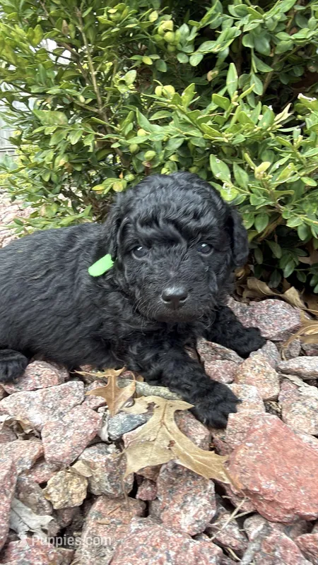 Coal – Miniature Goldendoodle puppy for sale in Valparaiso, IN