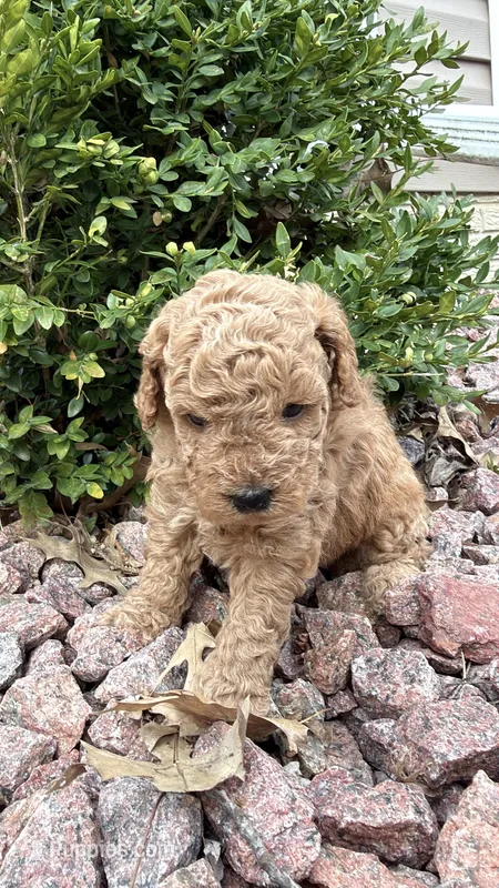 Pretzel – Miniature Goldendoodle puppy for sale in Valparaiso, IN