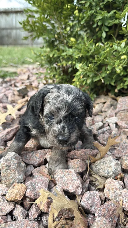 Rex – Miniature Goldendoodle puppy for sale in Valparaiso, IN