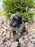 Rex, a male Miniature Goldendoodle for sale in Valparaiso, IN – Photo 2 of 2