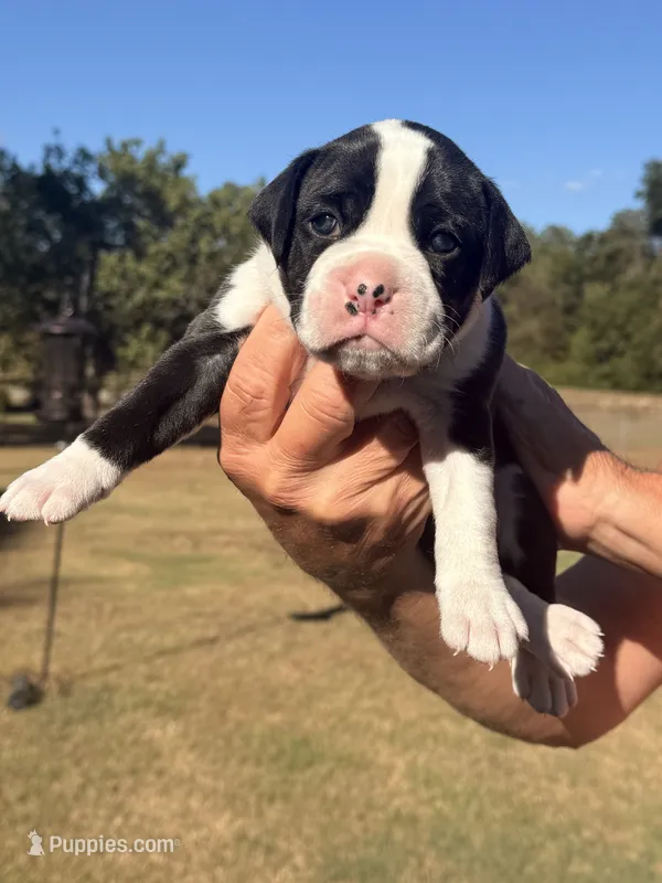 Maverick  – Boxer puppy for sale in Lizella, GA