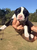 Maverick , a male Boxer for sale in Lizella, GA – 1 of 8