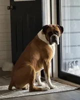 Marshall , a male Boxer for sale in Lizella, GA – 8 of 10
